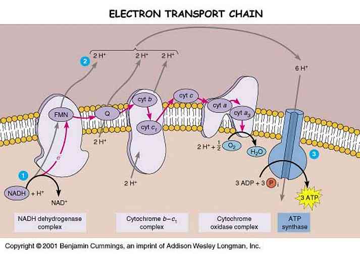electron transport chain?